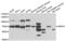 HIRA Interacting Protein 3 antibody, PA5-77098, Invitrogen Antibodies, Western Blot image 