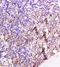 Cyclin G1 antibody, orb10501, Biorbyt, Immunohistochemistry paraffin image 