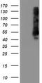 Transmembrane Protein With EGF Like And Two Follistatin Like Domains 2 antibody, LS-C337662, Lifespan Biosciences, Western Blot image 