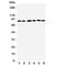 Ribosomal Protein S6 Kinase A1 antibody, R31163, NSJ Bioreagents, Western Blot image 