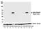 Actin Alpha 2, Smooth Muscle antibody, NBP2-78836, Novus Biologicals, Western Blot image 