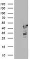 p53 antibody, CF804805, Origene, Western Blot image 