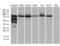 SEC23 Homolog B, Coat Complex II Component antibody, LS-C792356, Lifespan Biosciences, Western Blot image 
