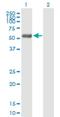 RCC1 And BTB Domain Containing Protein 2 antibody, H00001102-B01P, Novus Biologicals, Western Blot image 