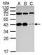 AKT1 Substrate 1 antibody, PA5-31178, Invitrogen Antibodies, Western Blot image 