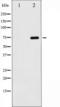 p65 antibody, TA325802, Origene, Western Blot image 