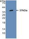 Interferon Regulatory Factor 1 antibody, LS-C304345, Lifespan Biosciences, Western Blot image 