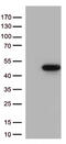 p38 antibody, TA813281, Origene, Western Blot image 