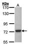 N-Sulfoglucosamine Sulfohydrolase antibody, orb69689, Biorbyt, Western Blot image 