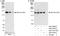 Kinesin Family Member 1C antibody, A301-070A, Bethyl Labs, Western Blot image 