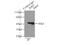 Isocitrate Dehydrogenase (NADP(+)) 1, Cytosolic antibody, 12332-1-AP, Proteintech Group, Immunoprecipitation image 