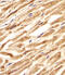 ZNF9 antibody, A03246, Boster Biological Technology, Immunohistochemistry paraffin image 