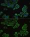 Enoyl-CoA Hydratase, Short Chain 1 antibody, GTX64546, GeneTex, Immunocytochemistry image 