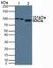 Inter-Alpha-Trypsin Inhibitor Heavy Chain 1 antibody, LS-C373606, Lifespan Biosciences, Western Blot image 