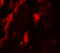 Transcription Factor EB antibody, 6803, ProSci Inc, Immunofluorescence image 