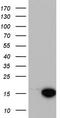 LC3A antibody, TA803407S, Origene, Western Blot image 