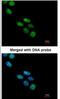 NOVA Alternative Splicing Regulator 1 antibody, NBP1-32459, Novus Biologicals, Immunocytochemistry image 