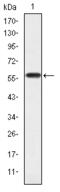 Crk-like protein antibody, M02100, Boster Biological Technology, Western Blot image 
