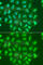 RNA Polymerase II Subunit A antibody, A2107, ABclonal Technology, Immunofluorescence image 