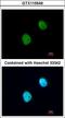 H3 Histone Family Member 3B antibody, LS-C186407, Lifespan Biosciences, Immunocytochemistry image 