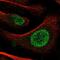 Protection Of Telomeres 1 antibody, PA5-66996, Invitrogen Antibodies, Immunofluorescence image 