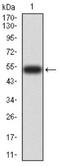 DNA Methyltransferase 3 Like antibody, NBP2-61756, Novus Biologicals, Western Blot image 
