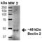 Beclin 2 antibody, SPC-603D-BI, StressMarq, Western Blot image 