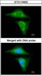 Retinol Binding Protein 4 antibody, GTX110632, GeneTex, Immunofluorescence image 