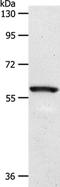Sodium/glucose cotransporter 1 antibody, PA5-50571, Invitrogen Antibodies, Western Blot image 