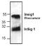 Immediate-early protein CL-6 antibody, TA318983, Origene, Western Blot image 