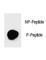Poly(ADP-Ribose) Polymerase 1 antibody, F48730-0.4ML, NSJ Bioreagents, Dot Blot image 