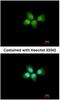 Acidic Nuclear Phosphoprotein 32 Family Member A antibody, NBP2-15412, Novus Biologicals, Immunocytochemistry image 