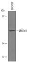 Leucine Rich Repeat Transmembrane Neuronal 1 antibody, AF4897, R&D Systems, Western Blot image 