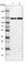 Elongation Factor Tu GTP Binding Domain Containing 2 antibody, HPA022021, Atlas Antibodies, Western Blot image 