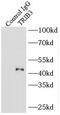 Tribbles homolog 3 antibody, FNab08966, FineTest, Immunoprecipitation image 