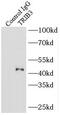 Tribbles Pseudokinase 3 antibody, FNab08966, FineTest, Immunoprecipitation image 