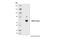 Cyclic GMP-AMP Synthase antibody, 31659S, Cell Signaling Technology, Western Blot image 