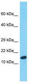Peptidylprolyl Isomerase A antibody, TA331802, Origene, Western Blot image 