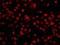 Cleavage And Polyadenylation Specific Factor 1 antibody, NB100-79822, Novus Biologicals, Immunocytochemistry image 