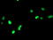 Peroxisome Proliferator Activated Receptor Alpha antibody, LS-C786411, Lifespan Biosciences, Immunofluorescence image 