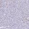 Gastrokine 2 antibody, HPA057765, Atlas Antibodies, Immunohistochemistry frozen image 