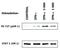 Signal Transducer And Activator Of Transcription 1 antibody, M00036-3, Boster Biological Technology, Western Blot image 