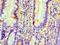Prune Exopolyphosphatase 1 antibody, LS-C371593, Lifespan Biosciences, Immunohistochemistry paraffin image 