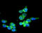 Interferon Regulatory Factor 5 antibody, GTX57552, GeneTex, Immunocytochemistry image 