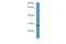 BARX Homeobox 2 antibody, A10531, Boster Biological Technology, Western Blot image 