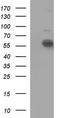 I10R1 antibody, CF506931, Origene, Western Blot image 