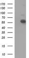 I10R1 antibody, CF506931, Origene, Western Blot image 