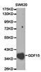 Growth Differentiation Factor 15 antibody, orb49016, Biorbyt, Western Blot image 