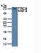 Selectin P Ligand antibody, MBS2028515, MyBioSource, Western Blot image 