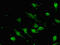 SRY-Box 9 antibody, CSB-PA022437LA01HU, Cusabio, Immunofluorescence image 